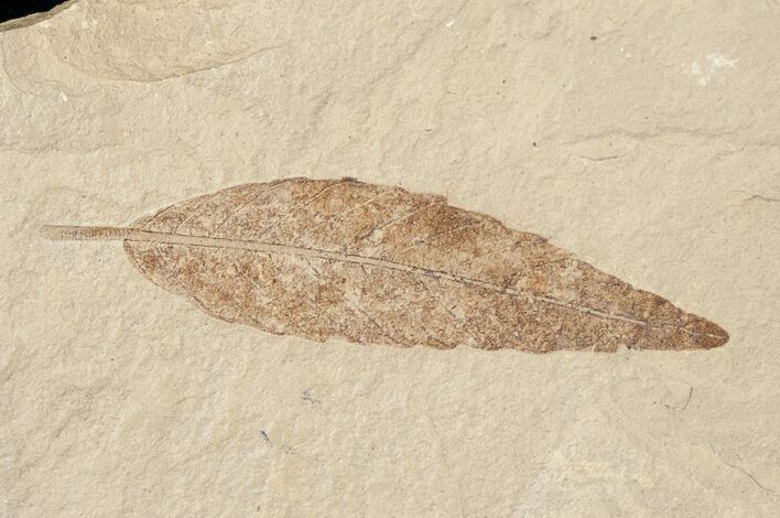 Unidentified Fossil Leaf - Green River Formation #16834